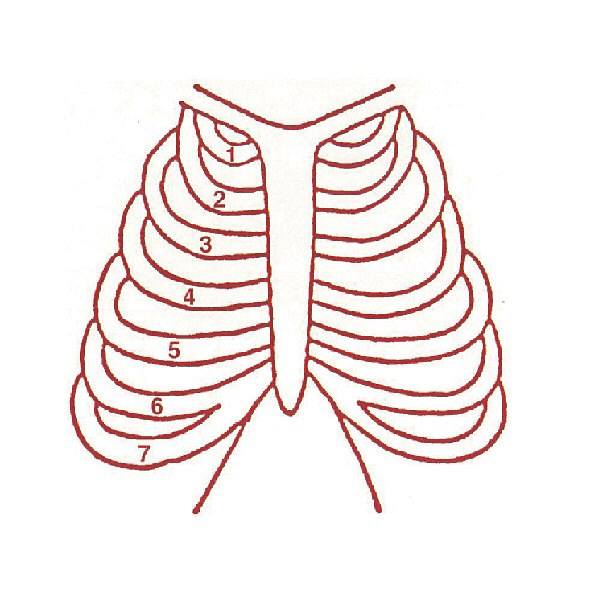 サンビー 人体略図ゴム印 胸部15 『胸部助骨』 JING-15  1個（取寄品）