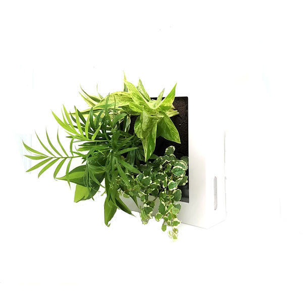トヨタサントリーミドリエ MIDORIE DESIGN（ミドリエデザイン） 観葉植物 FRAME ホワイト17Y4 3個セット（直送品）
