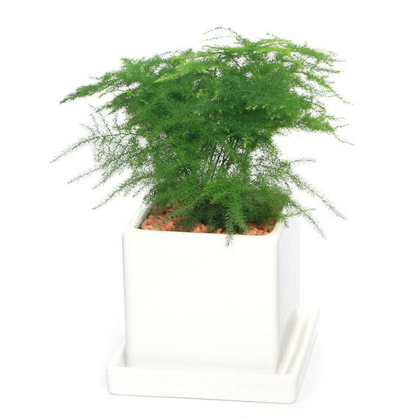 チャーム （観葉植物）アスパラ　陶器鉢植え　ダイスＭ白（１鉢）　受皿付　セラミス 492906（直送品）