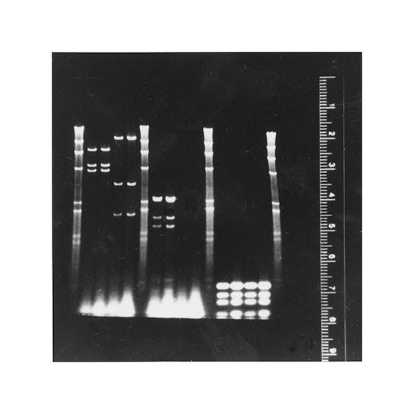 Diversified Biotech 蛍光ルーラーキット FRK-100 1式 64-5287-26（直送品）