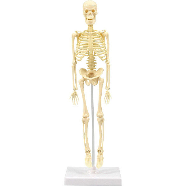 アーテック 人体骨格模型（30cm） 93608（直送品）