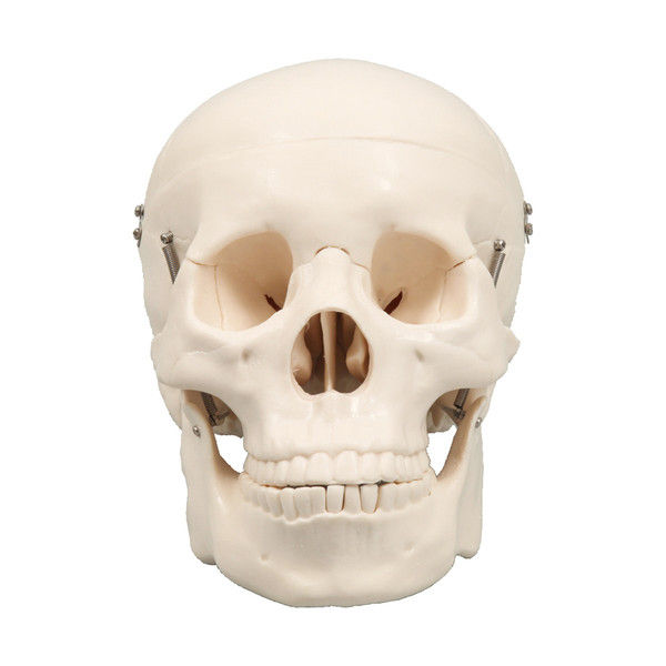 アーテック 頭蓋骨模型 9700（直送品）