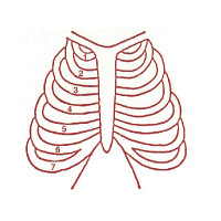 サンビー 人体略図ゴム印 胸部15 『胸部助骨』 JING-15  1個（取寄品）