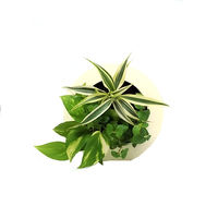 トヨタサントリーミドリエ MIDORIE DESIGN（ミドリエデザイン） 観葉植物 グリーンフレーム ミルク17C4 3個セット（直送品）