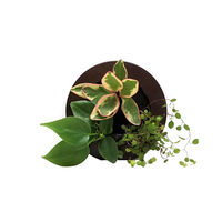 トヨタサントリーミドリエ MIDORIE DESIGN（ミドリエデザイン） 観葉植物 グリーンフレーム ブラウン17B4 3個セット（直送品）