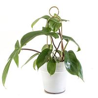 杉田エース Botanopia植物用くいミニ ゴールデン ポンポン CYB694735 1セット（3本）（直送品）