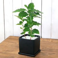 チャーム （観葉植物）コーヒーの木　陶器鉢植え　マットブラック塗装鉢（１鉢）　受け皿付　白砂利 346051（直送品）