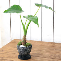 チャーム （観葉植物）シマクワズイモ　和風陶器鉢植え（１鉢）　受皿付　山苔　白石 346678（直送品）