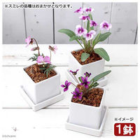 チャーム (観葉植物)おまかせスミレ 陶器鉢植え ニューダイスS WH(1鉢) 受け皿付き 439502 1鉢（直送品）