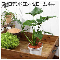 チャーム （観葉植物）フィロデンドロン　セローム　３．５～４号（１鉢） 61844（直送品）