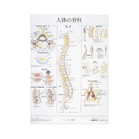 京都科学 人体解剖学チャート（ポスターサイズ） 1箱（2枚入）