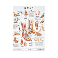 京都科学 人体解剖学チャート（ポスターサイズ） 足と足首 01222026x2 1箱（2枚入） 11-2230-00-26（直送品）
