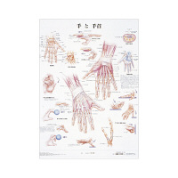 京都科学 人体解剖学チャート（ポスターサイズ） 手と手首 01222027x2 1箱（2枚入） 11-2230-00-27（直送品）