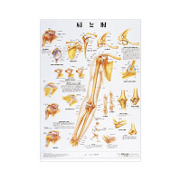 京都科学 人体解剖学チャート（ポスターサイズ） 1箱（2枚入）