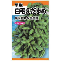 ニチノウのタネ 白毛枝豆（早生） 日本農産種苗 4960599118301 1セット（5袋入）（直送品）