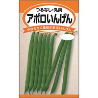 ニチノウのタネ アポロ菜豆（つるなし・丸莢） 日本農産種苗 4960599140609 1セット（5袋入）（直送品）