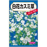 ニチノウのタネ 花種子 かすみ草 日本農産種苗