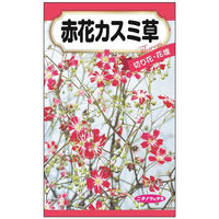 ニチノウのタネ 赤花カスミ草 日本農産種苗 4960599415080 1セット（5袋入）（直送品）