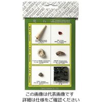 東京サイエンス 化石標本(化石標本6種) 3-654-01 1セット（直送品）