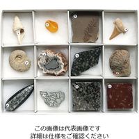 東京サイエンス 化石標本(化石標本12種) 3-654-03 1セット（直送品）