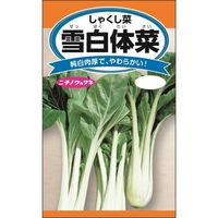 ニチノウのタネ 雪白体菜（しゃくし菜） 日本農産種苗 4960599100405 1セット（5袋入）（直送品）