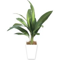 ササガワ フェイクグリーン・人工観葉植物 ドラセナ Mサイズ 32-8709 1個（直送品）