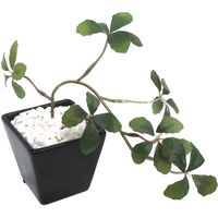 ササガワ フェイクグリーン・人工観葉植物 シュガーバイン BLK Sサイズ 32-8706 1個（直送品）
