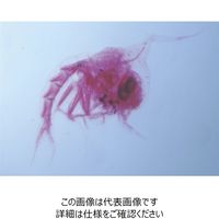 ナリカ 水の中の微生物プレパラート 10種 WM-10N L55-8032 1セット(2セット)（直送品）