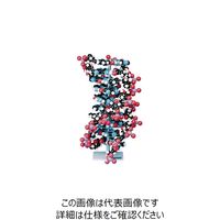 ナリカ 分子構造模型DNA モリモッド M60-1185 1セット（直送品）