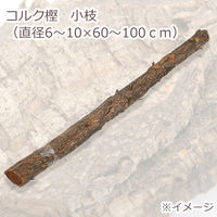 リーフ コルク樫　小枝　（直径６～１０×６０～１００ｃｍ）　園芸　素材 2250001086376 1個（直送品）