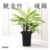 チャーム （観葉植物）ヤシ　カンノンチク（観音竹）　綾錦　４号（１鉢） 161092（直送品）