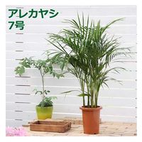 チャーム （観葉植物）ヤシ　アレカヤシ　７号（１鉢） 178269（直送品）