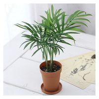 チャーム （観葉植物）テーブルヤシ　２号ロング（１鉢）　受け皿無し 362072（直送品）