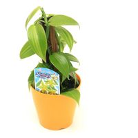 チャーム （観葉植物）バニラの木　ミニヘゴ仕立て　３．５号（１鉢） 364511（直送品）