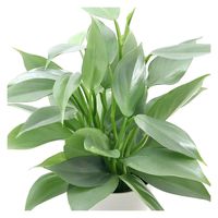 チャーム （観葉植物）フィロデンドロン　シルバーメタル　３～３．５号（１鉢） 368464（直送品）