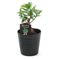 チャーム （観葉植物）ガジュマル　５号（１鉢） 368733（直送品）