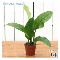 チャーム （観葉植物）アンスリウム　フーケリー　Ｈｏｏｋｅｒｙ　４～５号（１鉢） 431149（直送品）