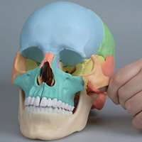 骨格標本・人体解剖図