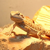 両生類・爬虫類