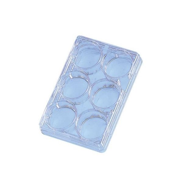 suuuuuさま 専用です Nunc™ Cell-Culture Treated Multidishes 6 | Buy Online