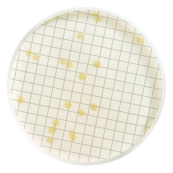 メルク アンプル培地 (一般生菌用)1箱(50枚入) MHA000P2T 1箱(50枚) 2-7522-02（直送品）