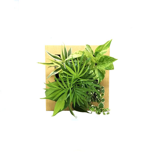 トヨタサントリーミドリエ MIDORIE DESIGN（ミドリエデザイン） 観葉植物 FRAME 木目調ナチュラル17Y4 3個セット（直送品）