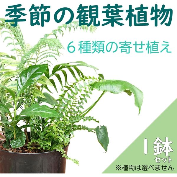 EIDAI 玄関収納 シューズボックス 幅1600mm コの字プラン 永大