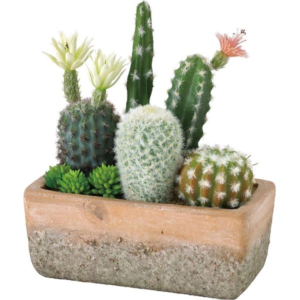 サボテン 寄せ植え テスト サボテンの寄せ植え Table-M | 観葉植物の通販 AND PLANTS