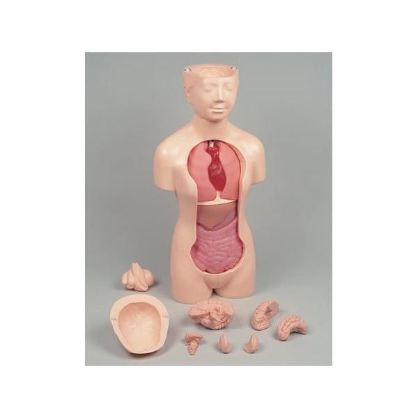 人体解剖学 51Zr3EidECL._UF894,1000_QL80_.jpg