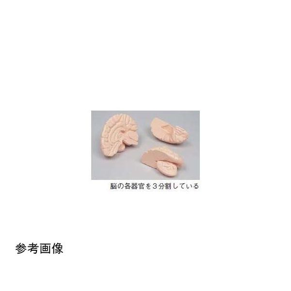 京都科学 右脳 K11120-004 1台 67-7097-04（直送品）