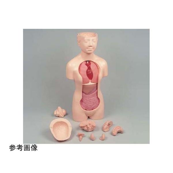 京都科学 タッチゃんII脳蓋つき本体 K11120-006 1台 67-7097-06（直送品）