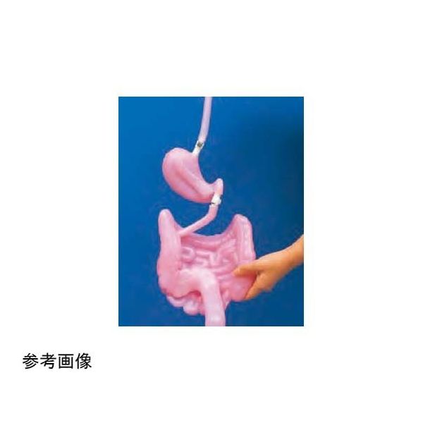 京都科学 食道 K11119-002 1台 67-7097-09（直送品）