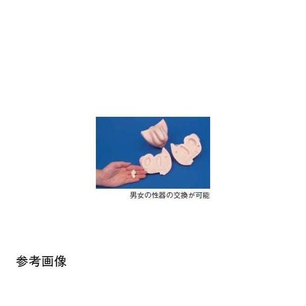 京都科学 女子性器(左) K11119-011 1台 67-7097-18（直送品）