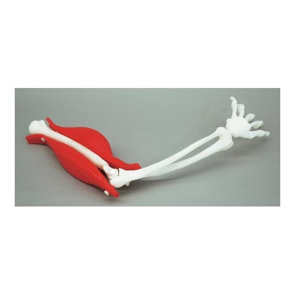 京都科学 腕の筋肉構造模型 K11208-000 1台 67-7097-29（直送品）